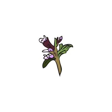 Thyme aromatic plant stem with flowers hand drawn vector illustration isolated. Stock Illustration