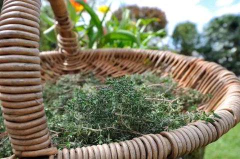 Thyme in a basket Stock-Fotos