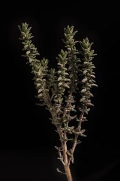 Thyme on black Stock Photos