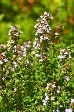 Thyme blooming in the garden Stock Photos