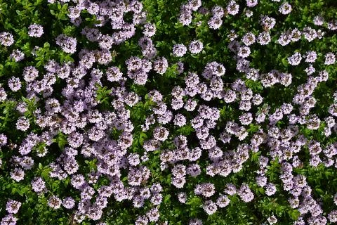 Thyme in a blooming meadow. Top view. Stock Photos