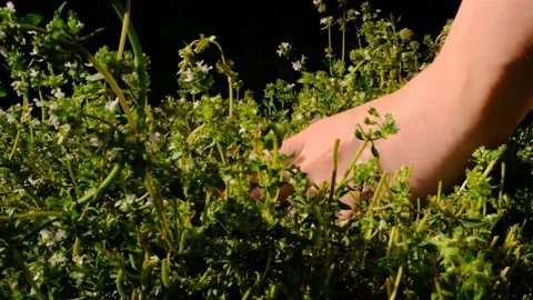Thyme blooming spicy herb. Hands cutting thyme Stock Footage 169149199