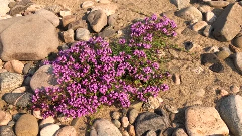 Thyme blooms in the wild 스톡 동영상 222721860
