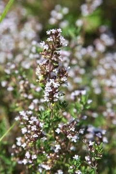 Thyme blossom Stock Photos