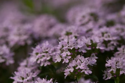 Thyme blossoms close up Stock Photos