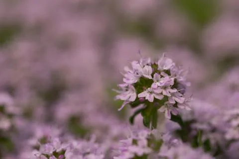 Thyme blossoms close up Stock Photos