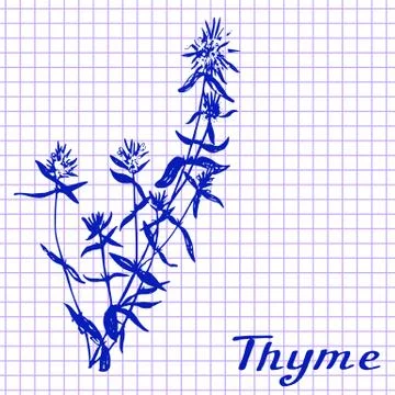 Thyme. Botanical drawing on exercise book background Stock Illustration
