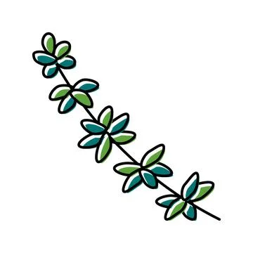 Thyme branch color icon vector illustration Stock Illustration