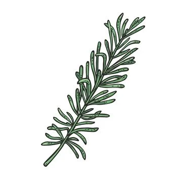 Thyme branch. Engraving vintage vector color illustration. Isolated on white Stock Illustration