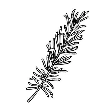 Thyme branch. Engraving vintage vector black illustration. Isolated on white Stock Illustration