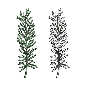 Thyme branch. Engraving vintage vector color illustration. Isolated on white Stock Illustration
