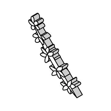 Thyme branch isometric icon vector illustration Stock Illustration