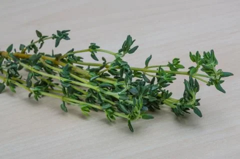 Thyme branch Stock Photos