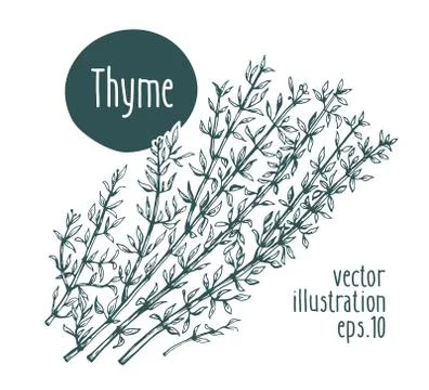 Thyme branch. Vector illustration for design menu, packaging and recipes. Hand Stock Illustration
