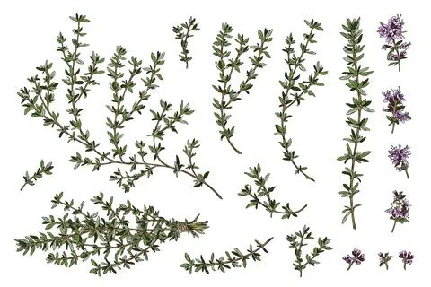 Thyme branches and flowers, hand drawn sketch vector illustration isolated on Stock Illustration