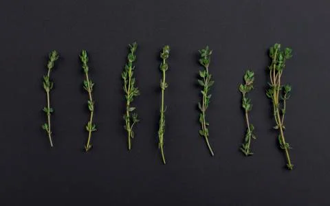 Thyme branches isolated on a blackboard background Stock Photos