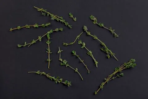 Thyme branches isolated on a blackboard background Stock Photos