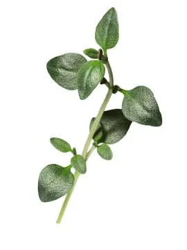 Thyme with clipping paths Stock Photos