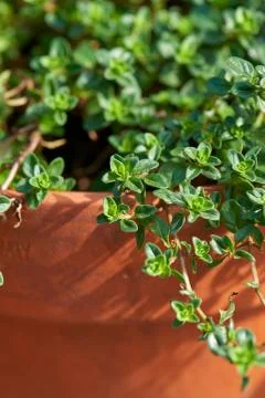 Thyme close-up growing in a terracotta garden pot. Foto stock