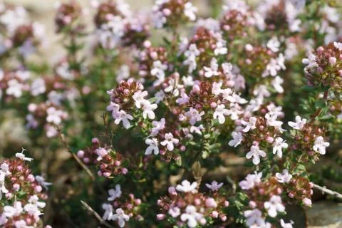 Thyme, closeup Stock Photos
