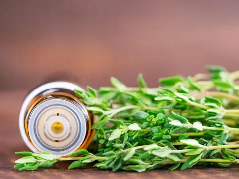 Thyme essential oil 스톡 사진