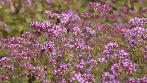 Thyme field in the garden. A bed with fresh thyme for European cuisine. Stock Footage 113396904