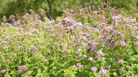 Thyme field in the garden. A bed with fresh thyme for European cuisine. Stock Footage 113396908