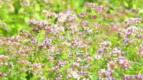 Thyme field in the garden. A bed with fresh thyme for European cuisine. Stock Footage 113396909