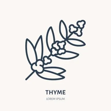 Thyme flower flat line icon. Medicinal plant vector illustration. Thin sign for Stock Illustration