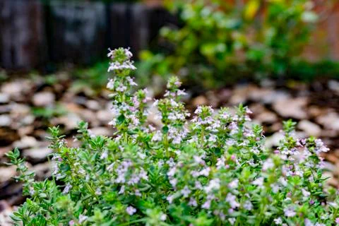 Thyme flower in the garden Stock Photos