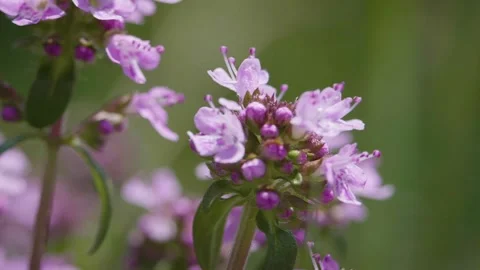 Thyme flower macro. Violet flower of thymus vulgaris. Slow motion Stock Footage 153054069