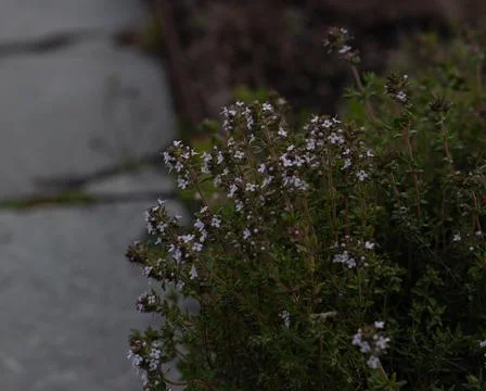 Thyme Flower (Rosendal) Stock Photos