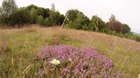 Thyme flowering shrub in the grass in the wind against a background of trees Stock Footage 54686554