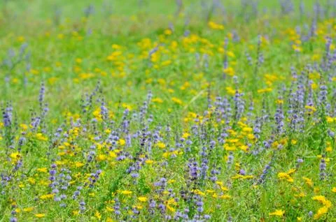 Thyme flowers on field Stock Photos