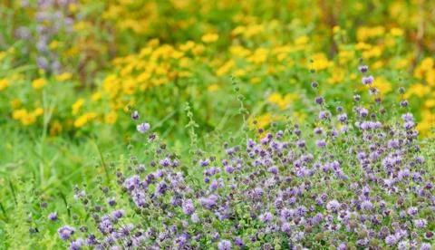 Thyme flowers on field Stock Photos