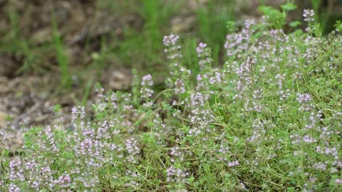 Thyme flowers Stock Footage 83402298