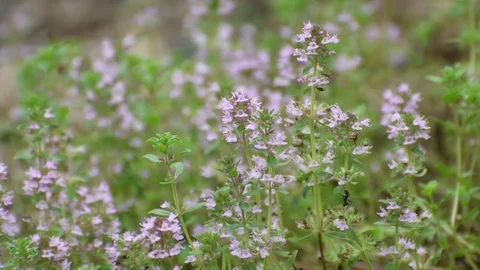 Thyme flowers Stock Footage 83464146