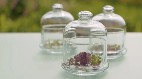 Thyme flowers in glass jars Stock Footage 137244262