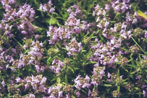 Thyme flowers meadow Stock Photos
