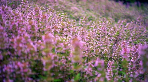 Thyme Flowers Moving With the Wind Stock Footage 67331483