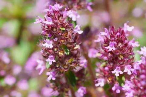 Thyme flowers Stock Photos