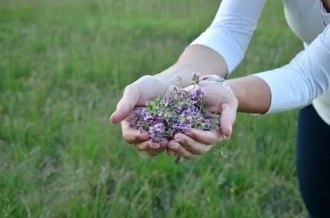 Thyme flowers Stock Photos