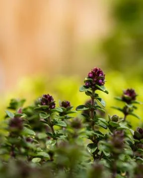 Thyme Flowers Stock Photos