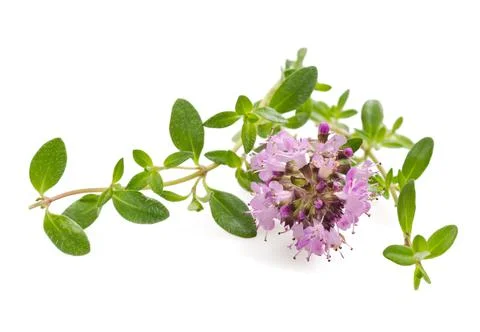 Thyme flowers Stock Photos