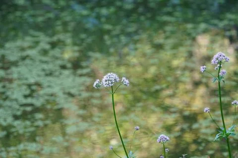 Thyme flowers Stock Photos