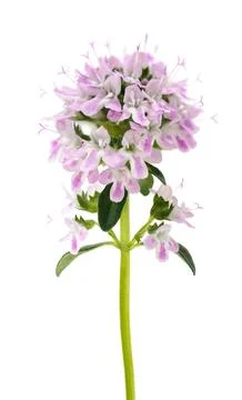 Thyme flowers Stock-Fotos