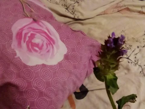 Thyme flowers Stock Photos