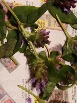 Thyme flowers Stock Photos