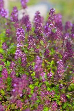 Thyme flowers - Thymus sp. in summer Stock Photos
