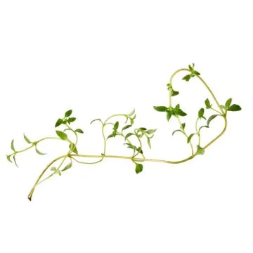 Thyme fresh herb isolated on white background Stock Photos